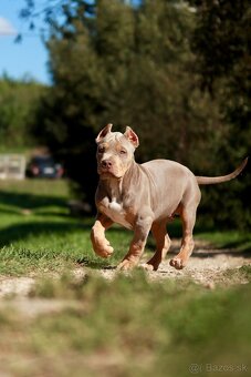 American Bully XL (Pitbull XXL) - - 14