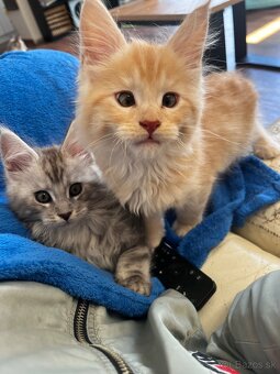 maciatko Fenix s PP/maine coon - 14