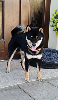 Shiba inu - 14