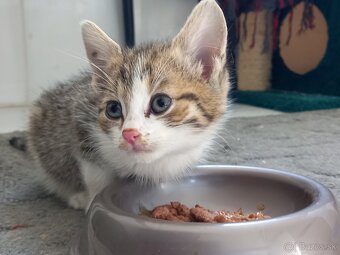 Darujem male mačiatká do dobrých rúk. - 14