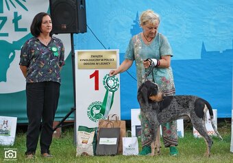 Velký gaskonský pes s PP FCI jako bracco italiano bloodhound - 14