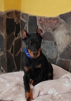 DOBERMAN ŠTENIATKA FCI P.P. - 14