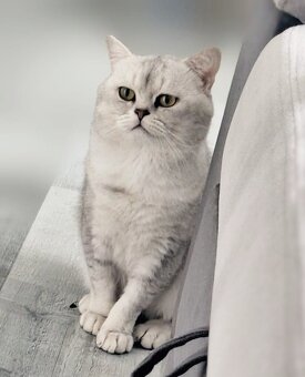 Britská kratkosrstá - 14