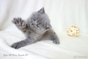 Britské mačiatka s PP ♥ - 14