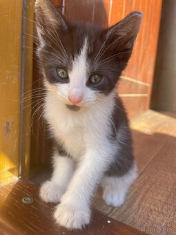 1/2 Mainská mývalia mačka/kocúr (Maine Coon) - 14