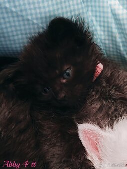 Mainska myvalia mačka - mačiatka Maine coon - 14