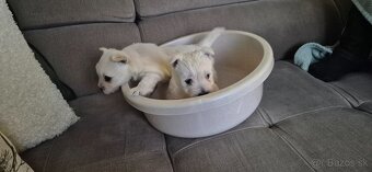 Predam Westika fenku - 14