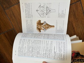 Anatomia Čihak 1,2,3 - 14