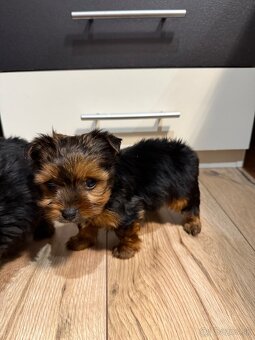 York, Yorkshire, Yorkshire terier, mini yorkshire - 14