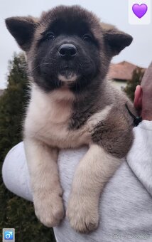 Americká akita (American akita) s PP - 14