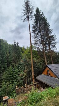 Výrub rizikových stromov - 14