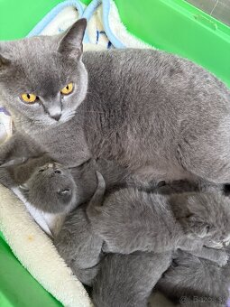 Britský Kocurik - 14