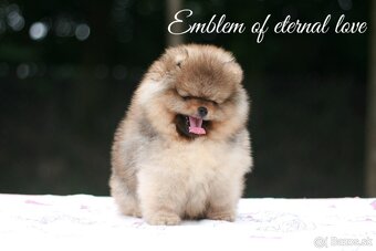 Pomeranian FCI - 14