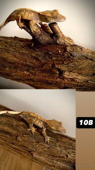 Pagekon riasnaty - 14