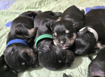 Malý čiernostrieborný bradáč - 14