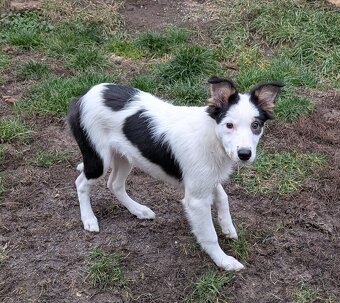 Border kolia tricolor - 14