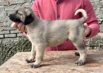 KANGAL - štěňata již K ODBĚRU, iba sučky - 14