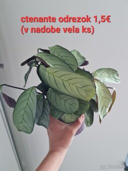 Epipremnum,  philodendron a iné izbovky - 14
