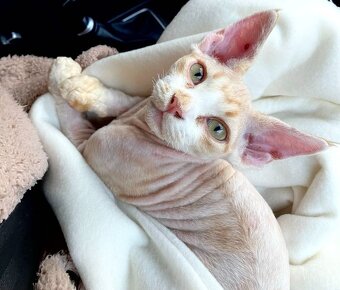 Dvojročný kocúrik plemena Devon rex si hľadá nový domov - 14