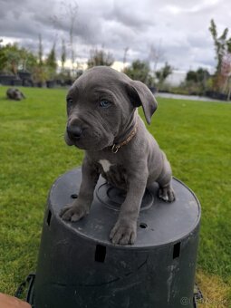 Amstaff šteniatka -verný modrý priatelia - 14