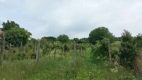 Vinica a viničný domček pri rieke Ipeľ. - 14
