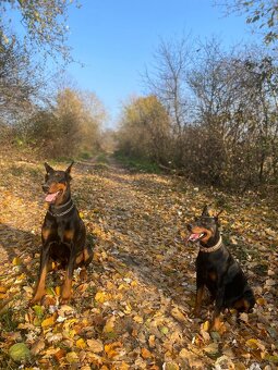Šteniatka doberman - 14
