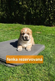 Stredoázijský ovčiak - 14