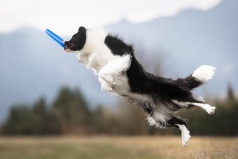 Border Kólia šteniatka Plánovaný vrh - Border Collie puppies - 14