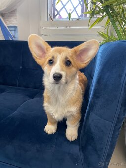 Welsh corgi pembroke - 14