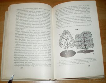 Rez a tvarovanie ovocných drevín - 14