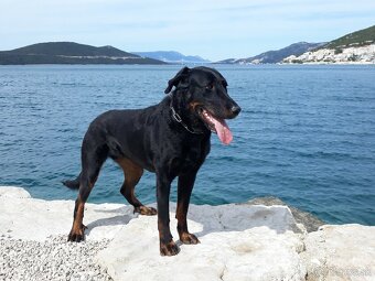 Beauceron - francouzský ovčák s PP (FCI) - 14