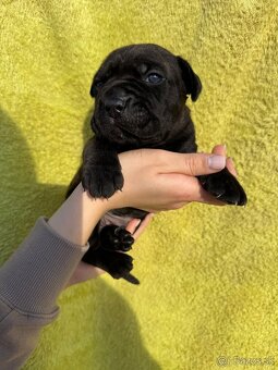 Výnimočné šteniatka americký bandog s PP k odberu - 14