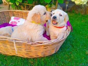 Zlatý retriever - 14