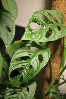 Digitálna zkradlovka Canon eon 1100D + EF-S 18-55mm DC III - 14