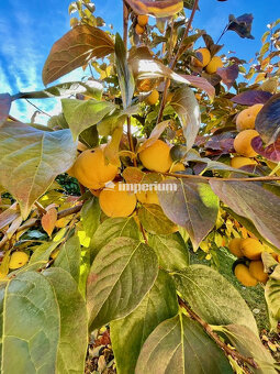 Na predaj 4 izb. bungalov v Kvetoslavove na 6,2 árovom pozem - 14