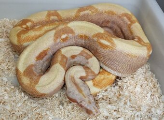 Boa imperator - Purple Sharp Sunglow Aztec, Sharp Sunglow - 14