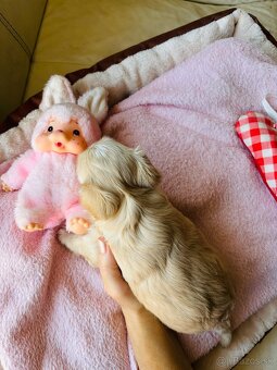Golddust Yorkshire Terrier, Yorskshire s PP, Jork - 14