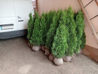 Tuja Smaragd, vavrínovec, červienka -  ROŽŇAVA - 14