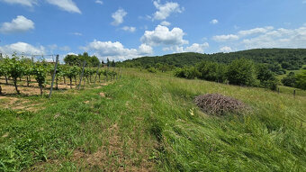 Krásny pozemok s vinicou v Jabloňovciach o výmere 9585 m2 - 14