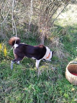 Karelsky Medvedí Pes - 14