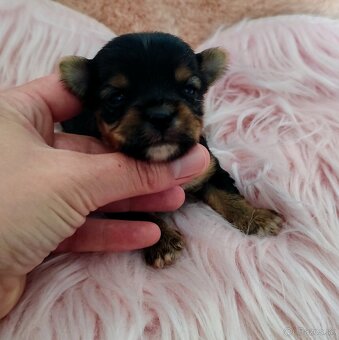 Yorkshire terrier - 14