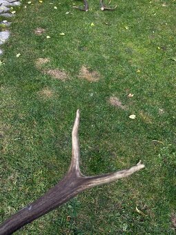 Jelenie zhody / parohy 62cm - 14