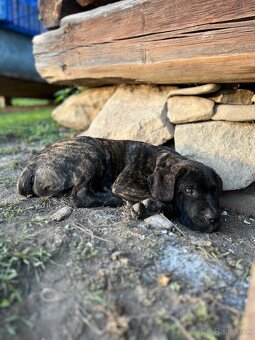 Cane Corso - psík - 14