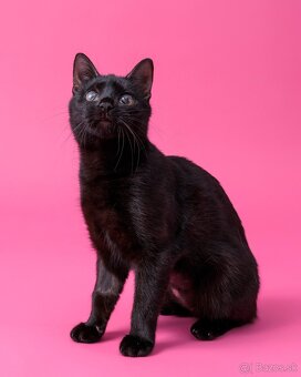 Drobučká mačička Zina - 14