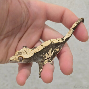 Pagekon riasnaty - C. ciliatus z vlastneho odchovu od 30€ - 14