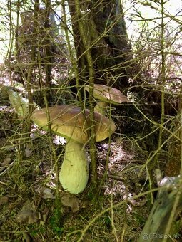 Krásna záhradná chata priamo pri potoku Belá na Liptove - 14