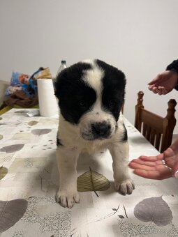 Stredoázijský ovčiak SAO - 14