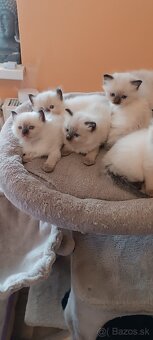 Ragdoll mačiatka, mačka - 14