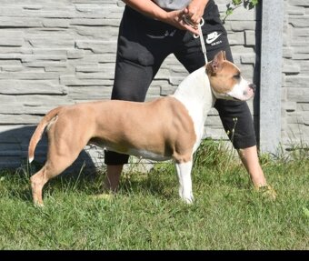 Americký stafordšírsky teriér - 14