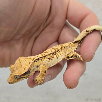 Pagekon riasnaty - C. ciliatus z vlastneho odchovu od 30€ - 14